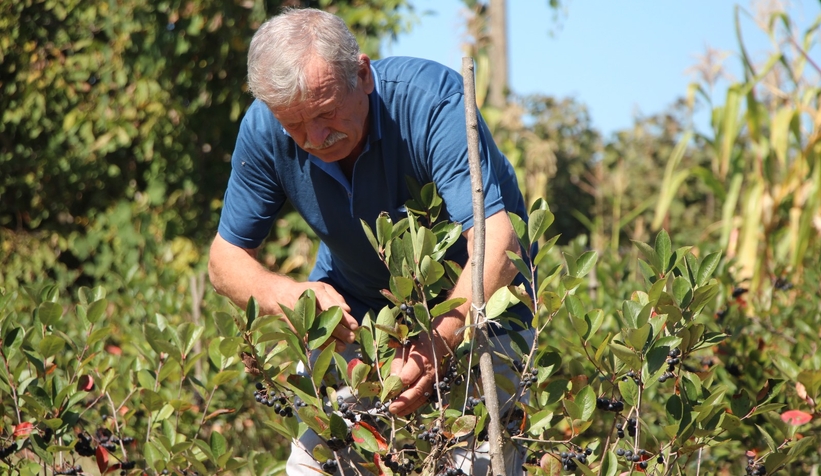 Süper meyve'nin kilosu 400 lira, talebe yetişemiyor
