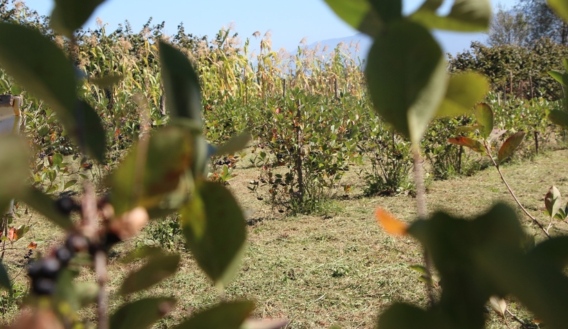 Süper meyve'nin kilosu 400 lira, talebe yetişemiyor