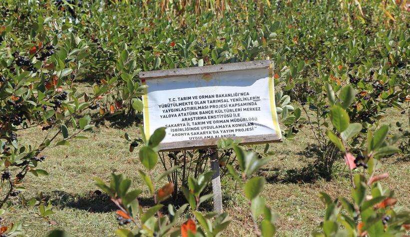 Süper meyve'nin kilosu 400 lira, talebe yetişemiyor