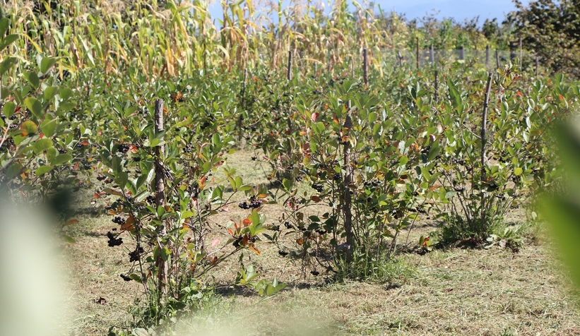 Süper meyve'nin kilosu 400 lira, talebe yetişemiyor