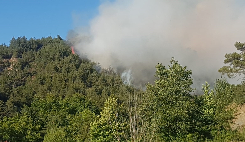 Taraklı'da orman yangını