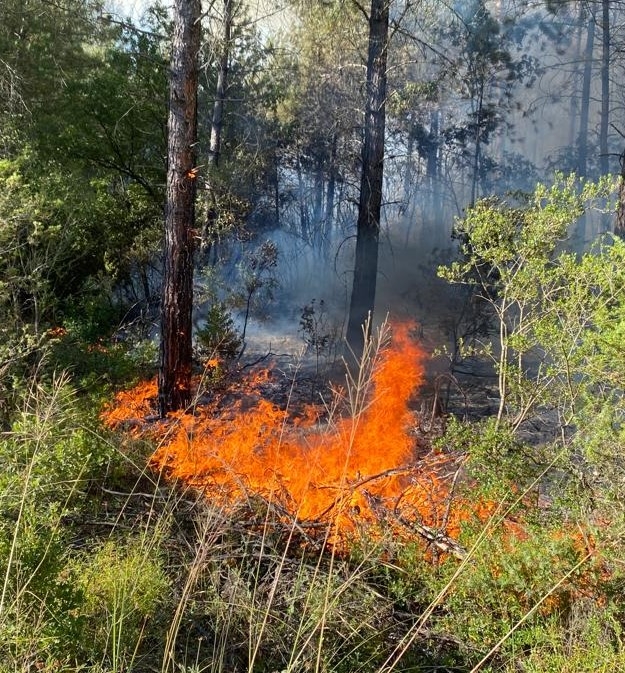 Taraklı'da orman yangını