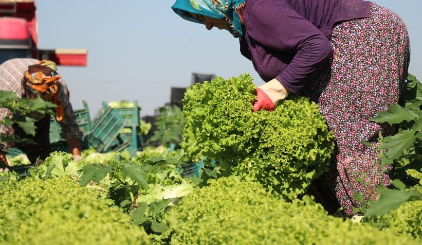 Tarlada 1, markette 3 lira