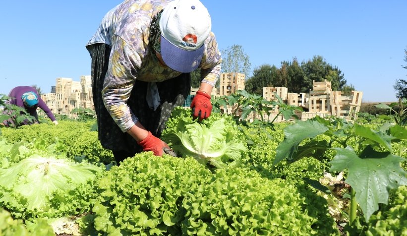 Tarlada 1, markette 3 lira