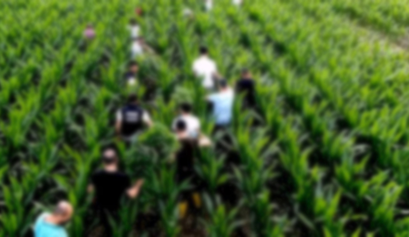 Tarlada bulunan cesetle ilgili şok iddia