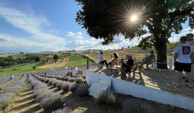 Tarlasını lavanta bahçesine çevirdi