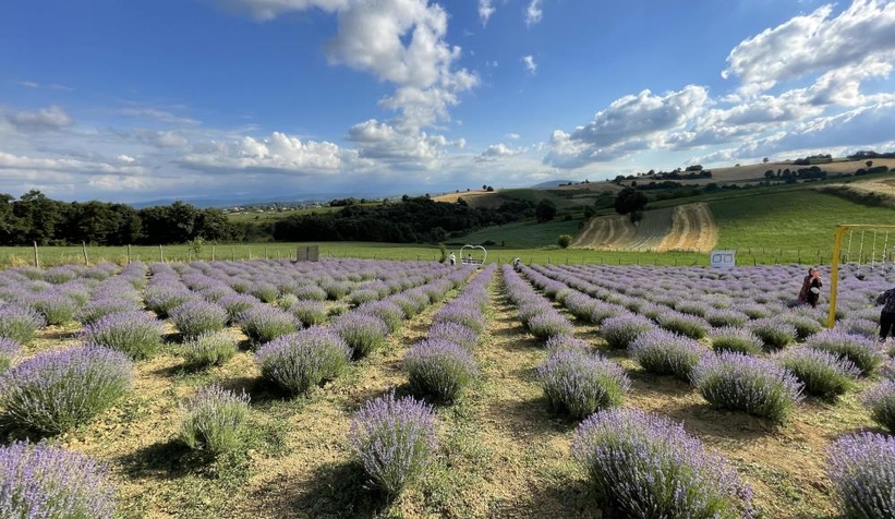 Tarlasını lavanta bahçesine çevirdi