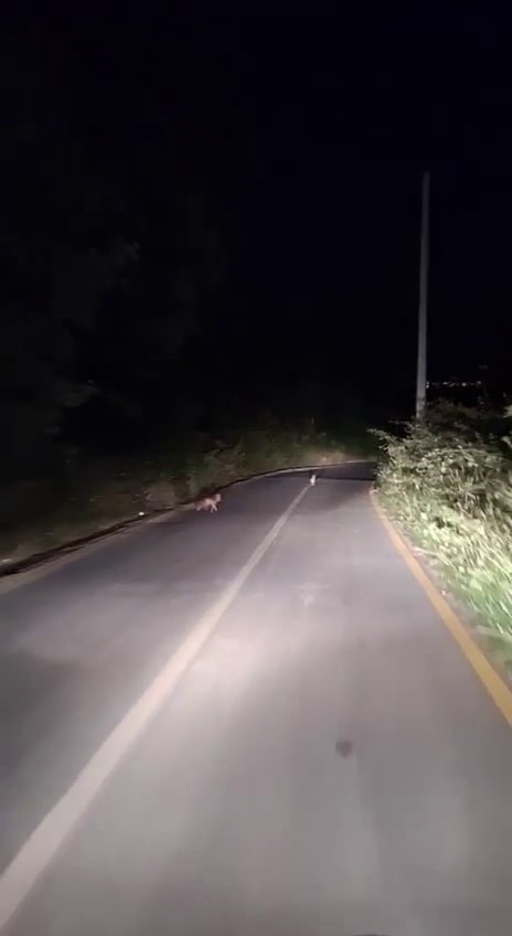 Tavşan az kalsın tilkiye yem oluyordu