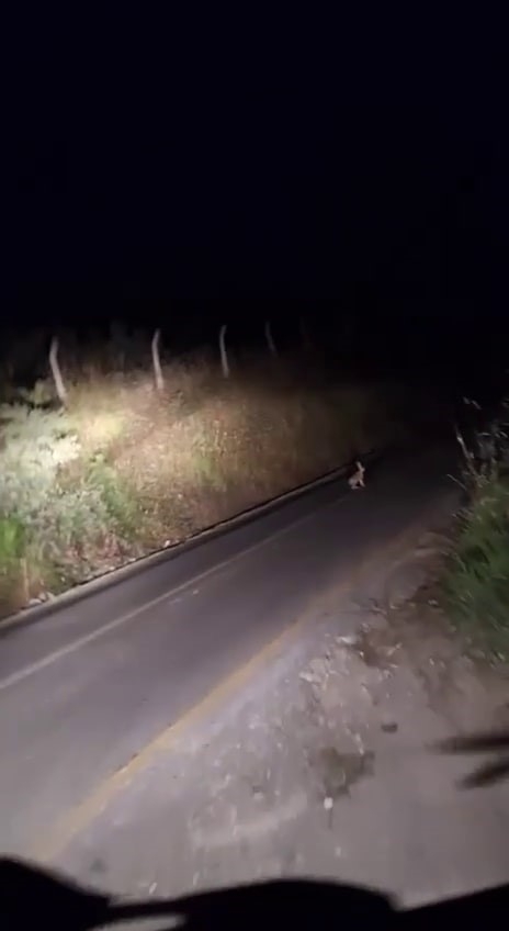 Tavşan az kalsın tilkiye yem oluyordu