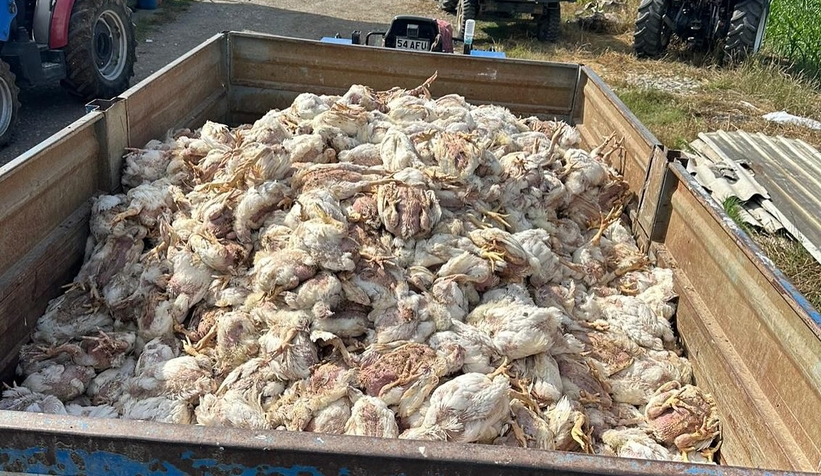tavuk-ciftliginde-17-bin-tavuk-telef-oldunwvinmpiuk