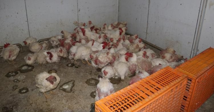 Tavuk çiftliğinde skandal görüntüler