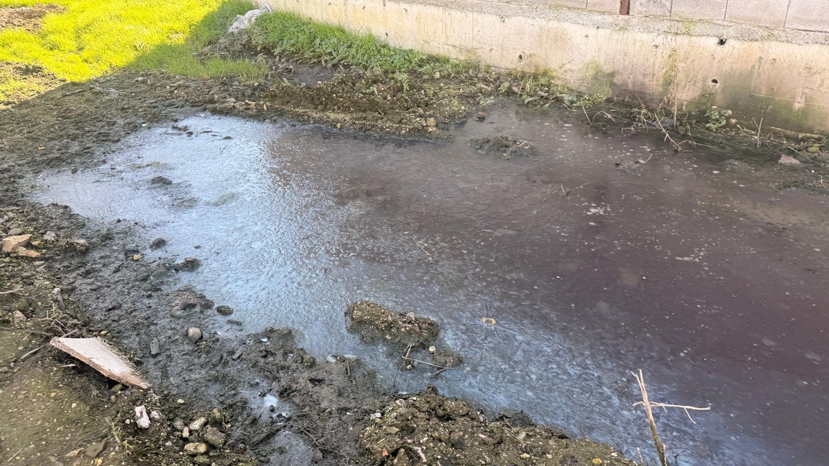 Tavuk çiftliğinde skandal görüntüler