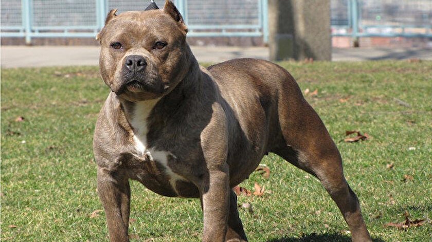 Tehlikeli köpekler için kayıt çağrısı