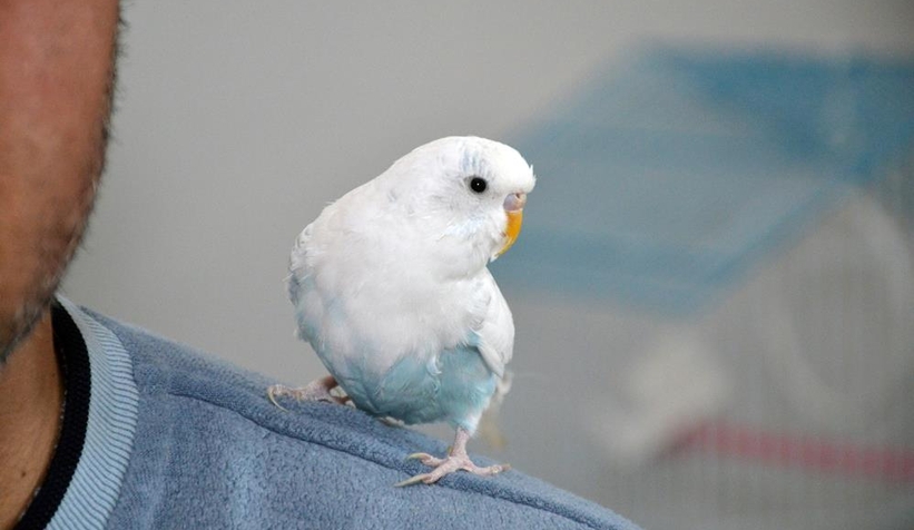 Tekbir getiren muhabbet kuşu şaşırtıyor