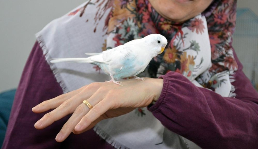 Tekbir getiren muhabbet kuşu şaşırtıyor