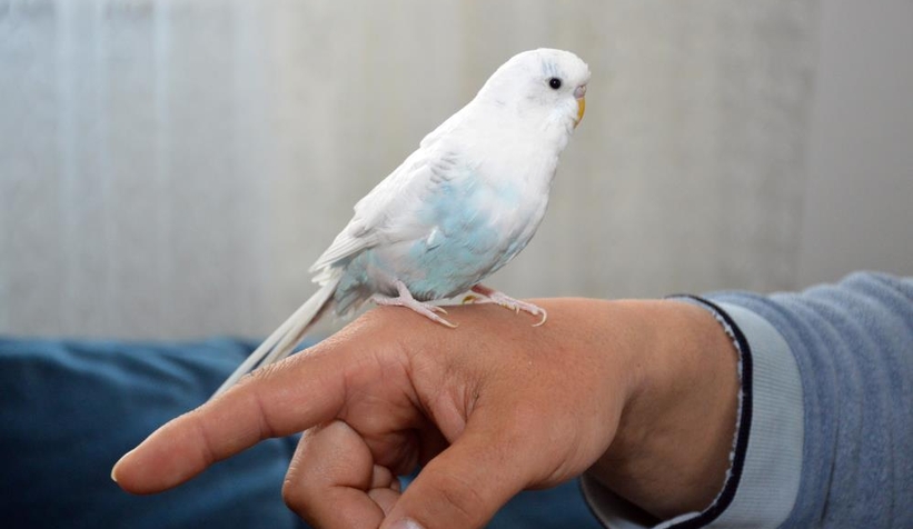 Tekbir getiren muhabbet kuşu şaşırtıyor