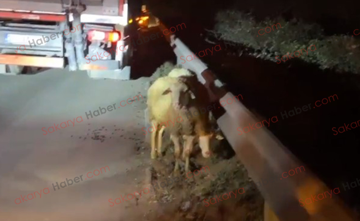 TEM'de yanan araçtaki 2 kişi ve hayvanlar kurtuldu