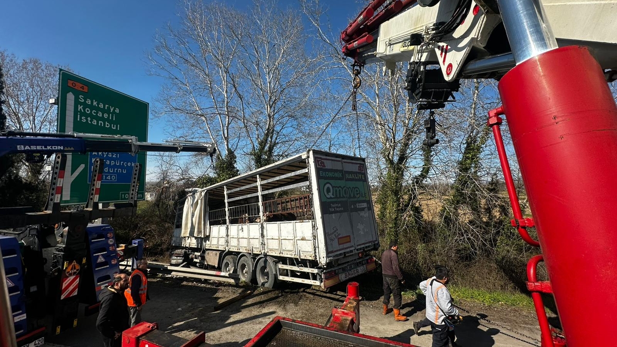 TEM’de kurbanlık taşıyan tır şarampole uçtu