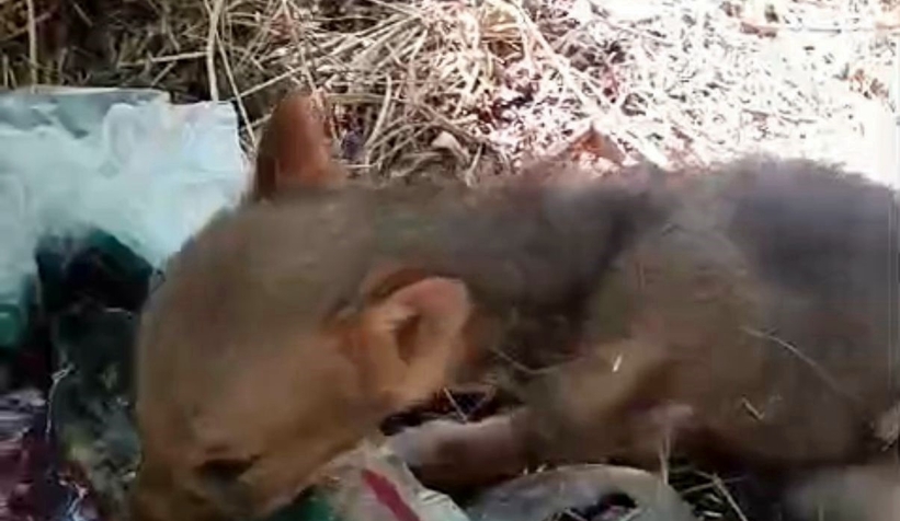 Tilki yavrusuna böyle su verdi