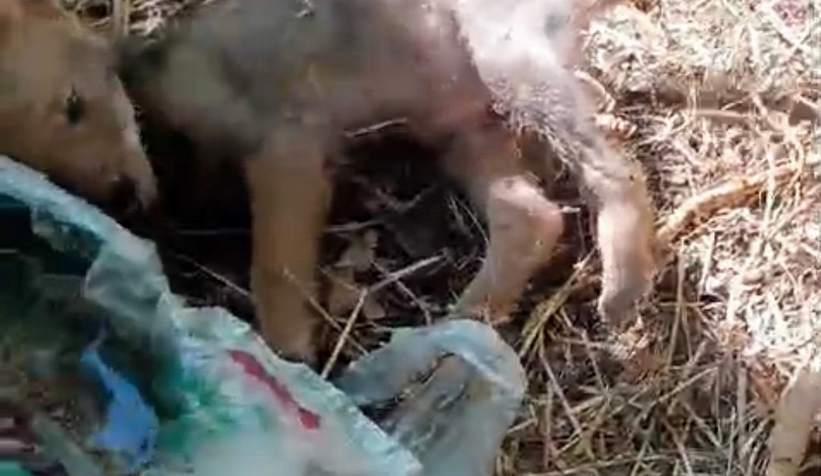 Tilki yavrusuna böyle su verdi