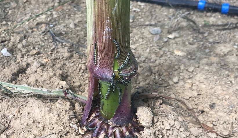 Tır tıl alarmı Çiftçiler alarmda