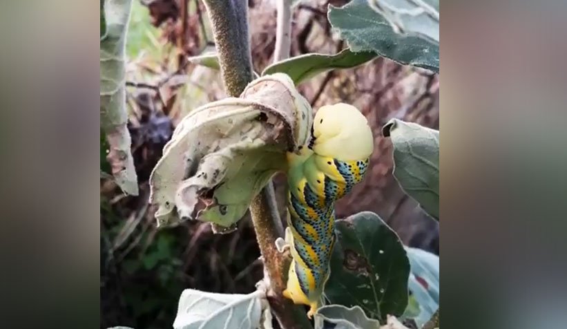 Tırtıllar istila etti