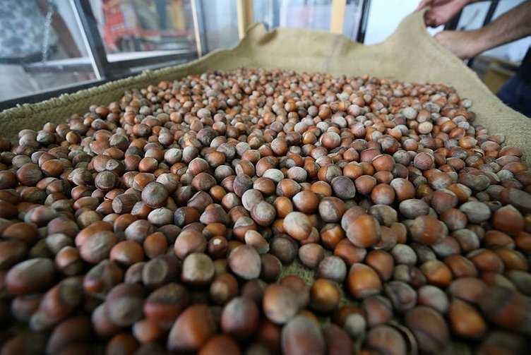 TMO Adapazarı'nda fındık alımına başladı