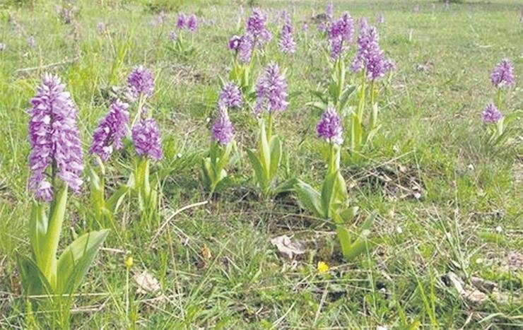 Tohumun can bulduğu her karış toprağı bereketli: Sakarya