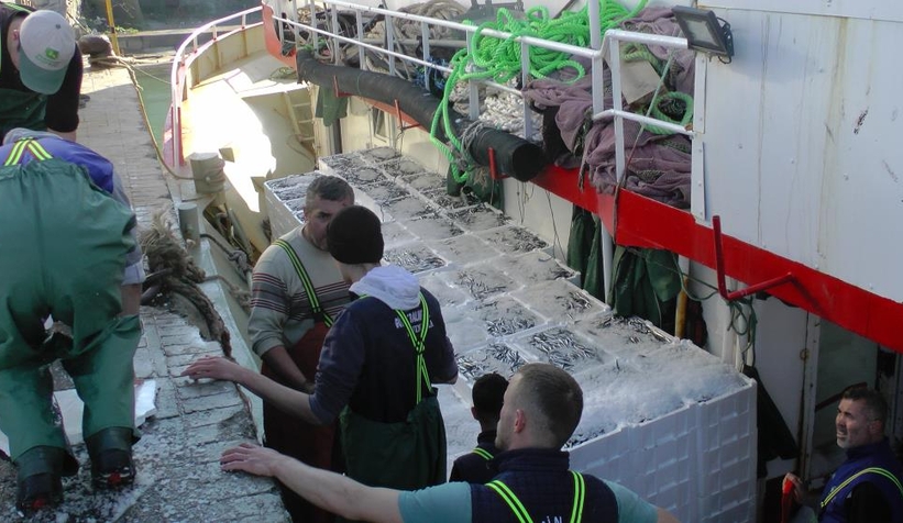 Tonlarca hamsi yakalandı, vatandaşa bedava dağıtıldı