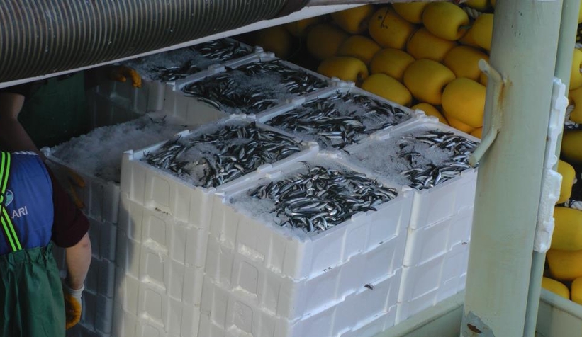 Tonlarca hamsi yakalandı, vatandaşa bedava dağıtıldı