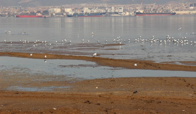 tonlarca-hayvan-diskisi-sahile-vurdum1dcannydj