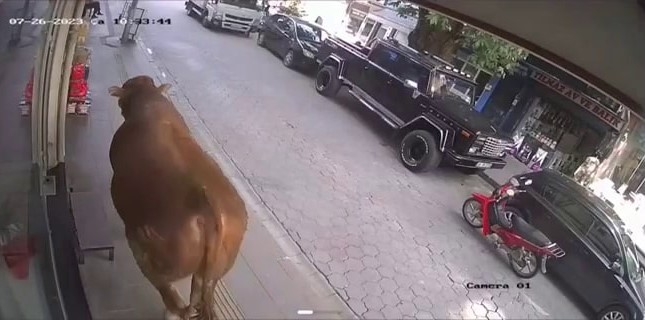 Tosun klimalı dükkana girerek serinledi