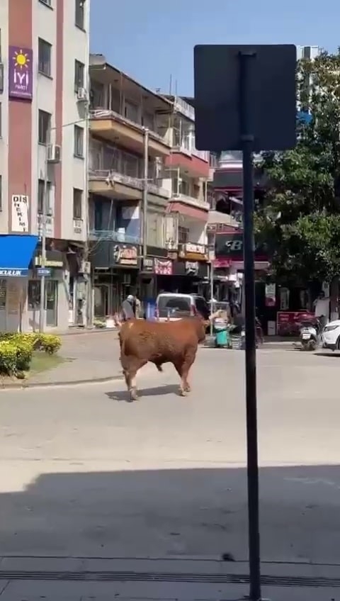 Tosun klimalı dükkana girerek serinledi