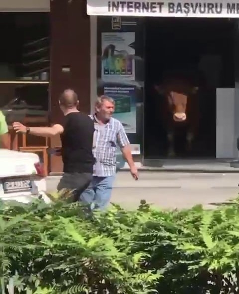 Tosun klimalı dükkana girerek serinledi