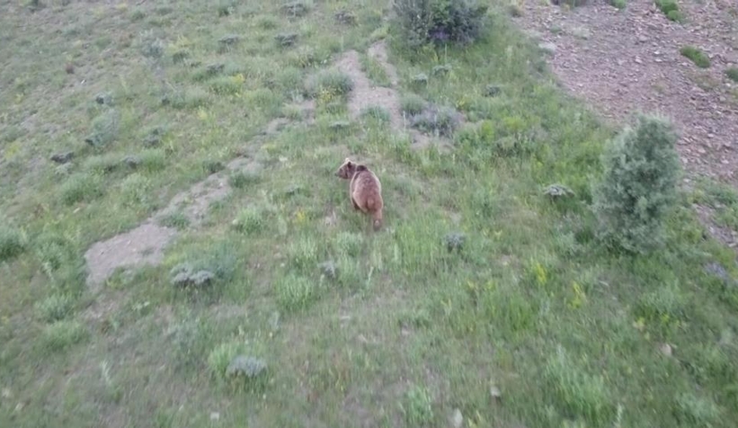 Tosunu yiyen ayıyı dron ile kovaladı