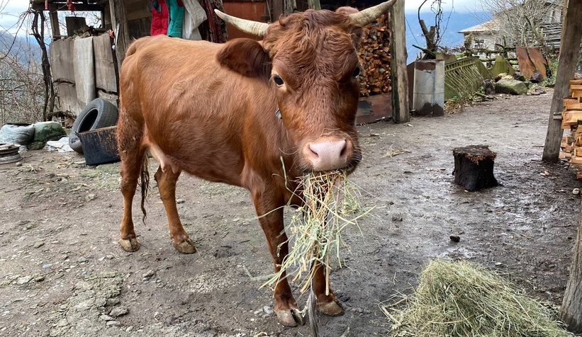 Türkiye-Gürcistan sınırında firari inek alarmı