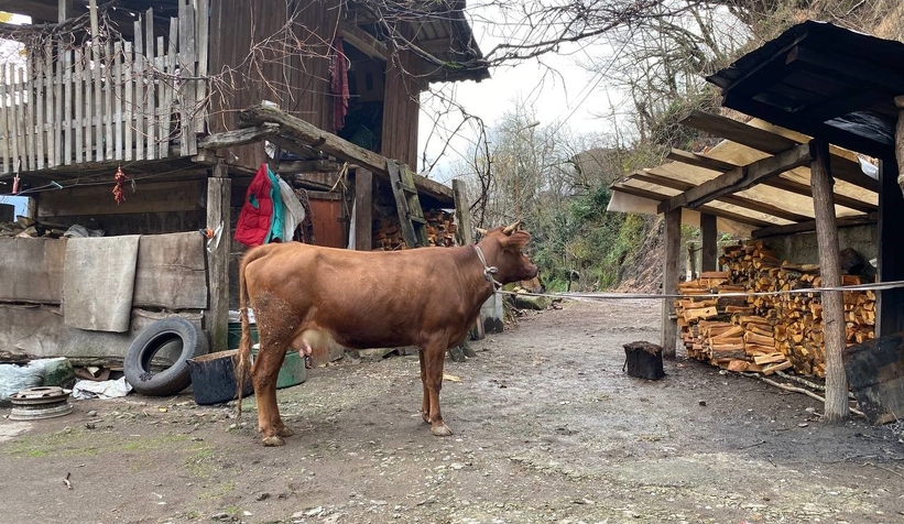 Türkiye-Gürcistan sınırında firari inek alarmı