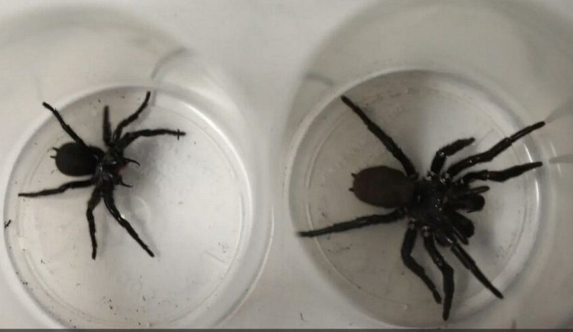 Türünün en büyük huni örümceği