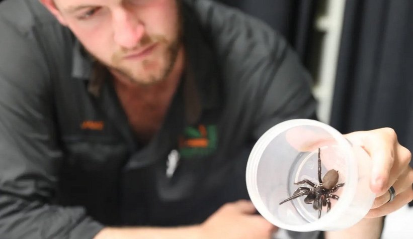 Türünün en büyük huni örümceği