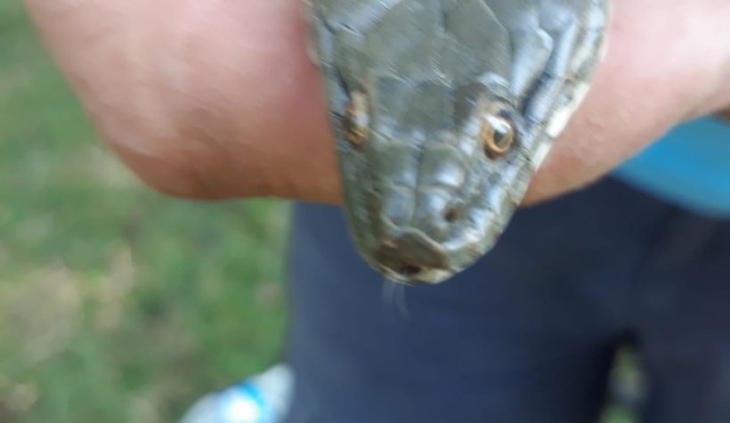 Tuttuğu balıklara yılan ortakçı çıktı!