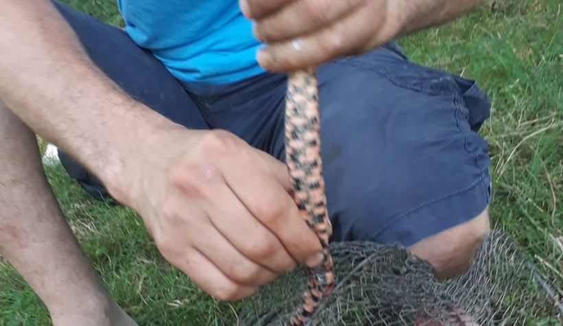 Tuttuğu balıklara yılan ortakçı çıktı!