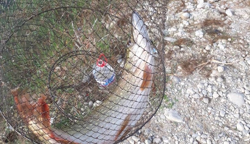 Tuttuğu balıklara yılan ortakçı çıktı!