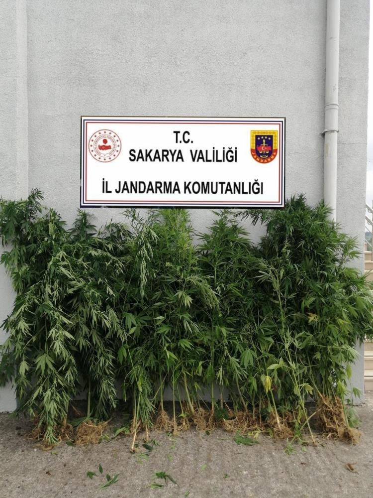 Üç ilçede uyuşturucu operasyonu