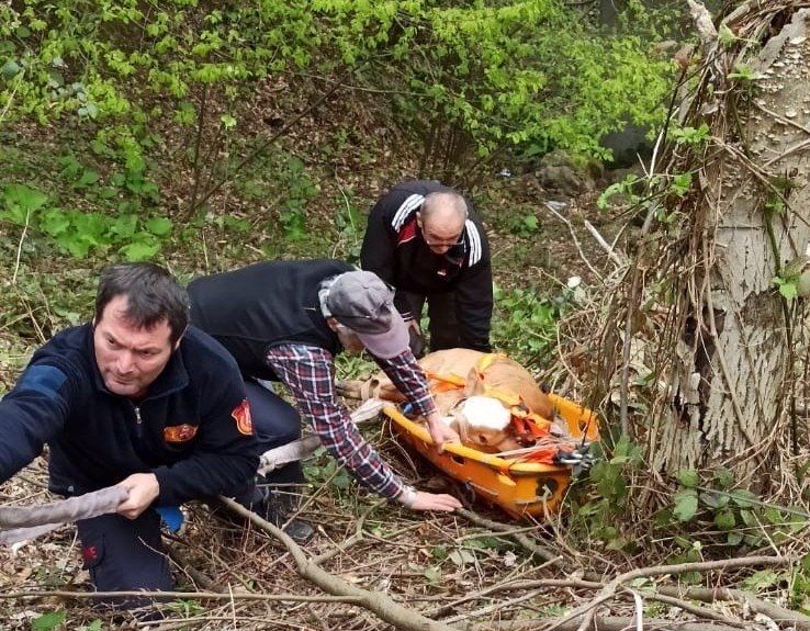 Uçuruma düşen inek sedye ile kurtarıldı