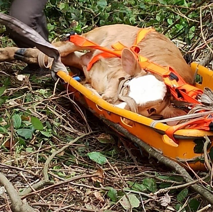 Uçuruma düşen inek sedye ile kurtarıldı