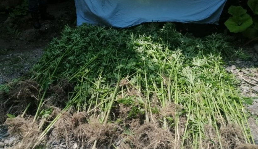 Uyuşturucu taciri fotokapan ile yakalandı