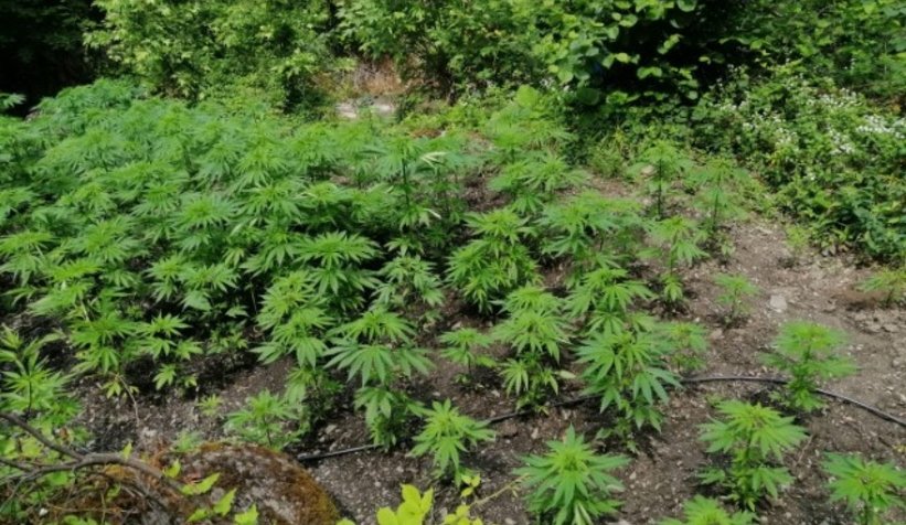 Uyuşturucu taciri fotokapan ile yakalandı