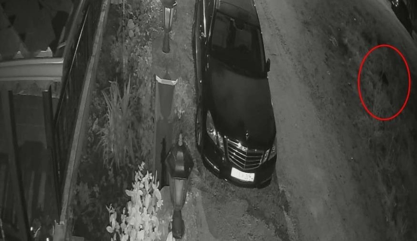 Uyuyan köpeği ezdi, arkasına bile bakmadan böyle gitti