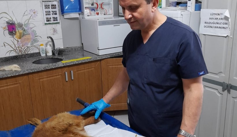 Uyuz var diye veterinere götürüldü, kanser çıktı