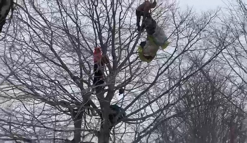 Üzerine düştüğü ağaç hayatını kurtardı 